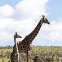 TZA ARU Ngorongoro 2016DEC23 058 : 2016, 2016 - African Adventures, Africa, Arusha, Date, December, Eastern, Month, Ngorongoro, Places, Tanzania, Trips, Year